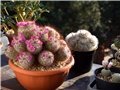 Mammillaria bombycina